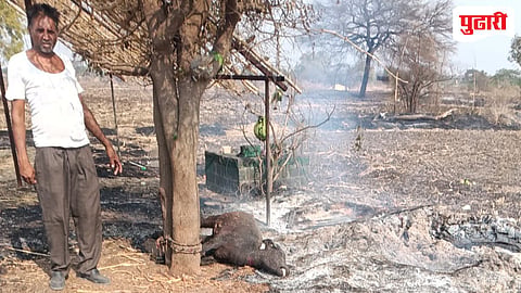 Nanded fire news | शॉर्टसर्किट की घातपात? ताकबिड येथे भीषण आग; हजारो कड्डबा व म्हशीचे वगारू जळून खाक