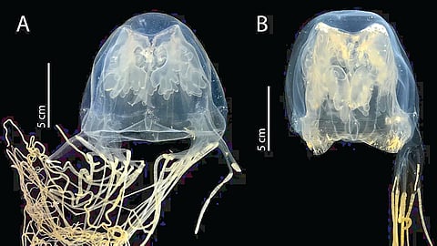 Box jellyfish |
