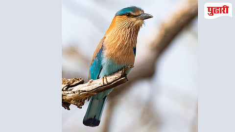 Indian Roller bird sighting Nanded| नीलपंखाच्या मोहक दर्शनाने पर्यटक भारावले