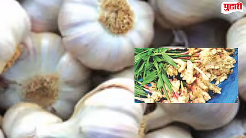 Garlic Ginger Price Jalna