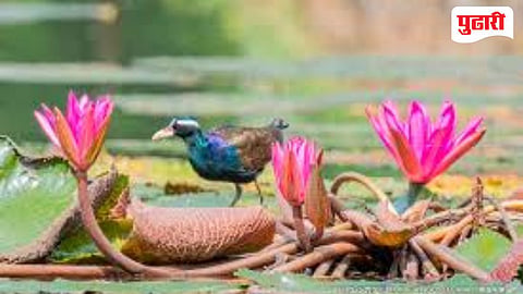 Bird Sanctuary Nashik