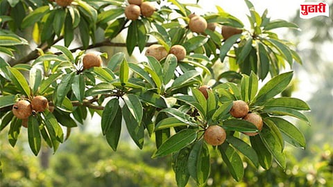 Dahanu chikoo