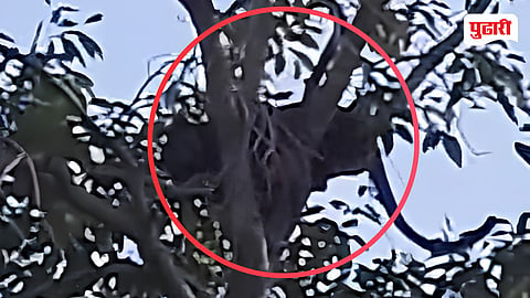 Sinnar leopard attack | श्वानाची निष्ठा अन् शेतकऱ्याचे प्रसंगावधान! बिबट्याच्या हल्ल्याचा थरार; शेतकरी थोडक्यात बचावला