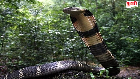 Sahyadri Biodiversity