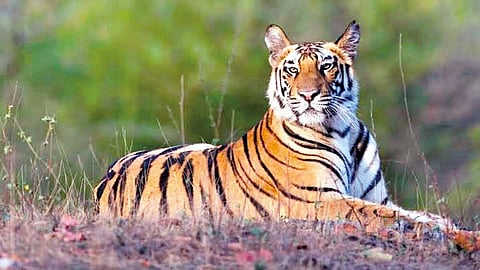 Sahyadri Tiger Reserve