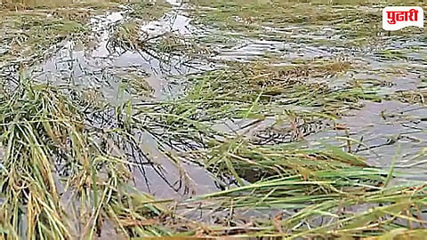Crop Damage