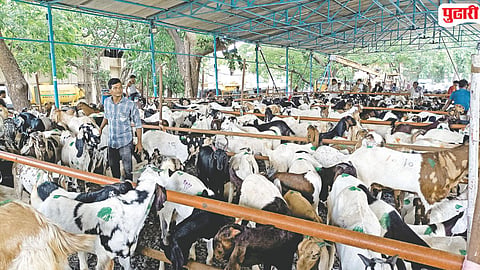 Bakri Eid 