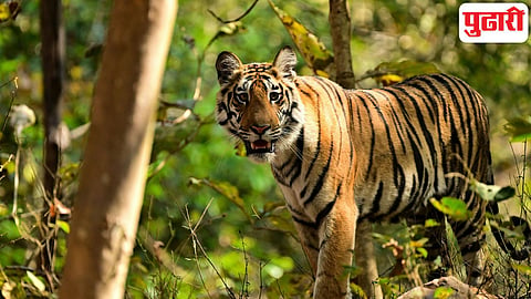 Tiger Attack