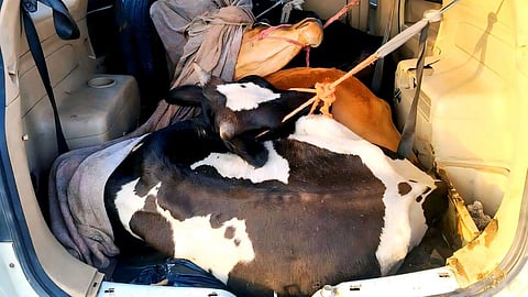 चांदवड पोलिसांनी अवैध गोवंश तस्करीतून सुटका केलेली जनावरे