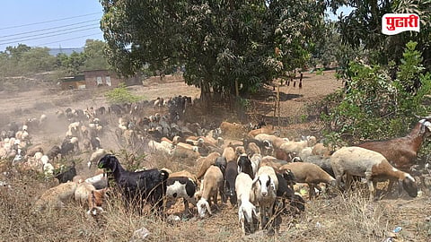 Shepherd Migration