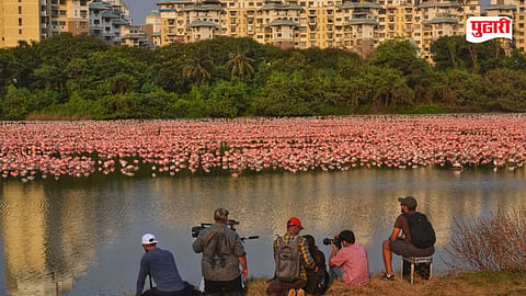 Palm Beach Flamingo
