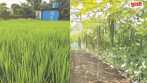 Karjat Rice Farming