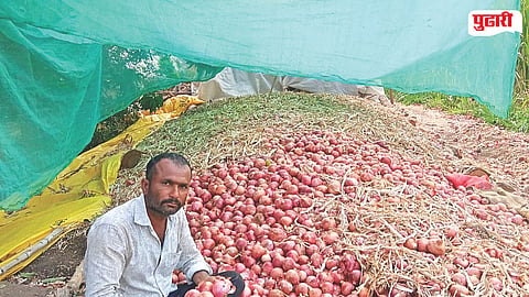 Onion Price Crash