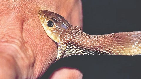 Snakebite cases Kolhapur |