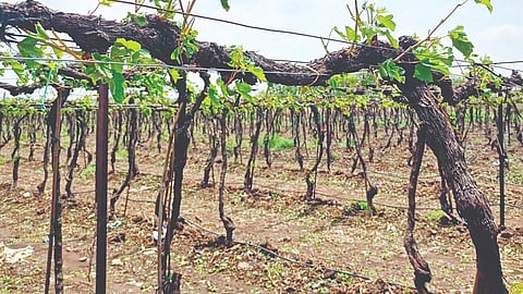Solapur news: दक्षिण सोलापुरात गारपिटीचा द्राक्षबागांना फटका