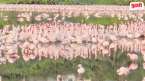 Flamingo migration Navi Mumbai