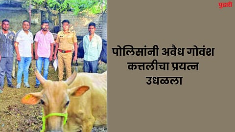 Livestock Slaughter : पोलिसांनी अवैध गोवंश कत्तलीचा प्रयत्न उधळ