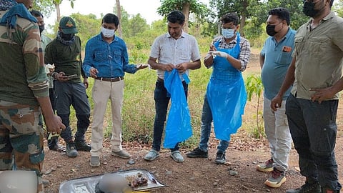 Bhandara News | अड्याळ वनपरिक्षेत्रात मृत वाघ शावक आढळल्याने खळबळ