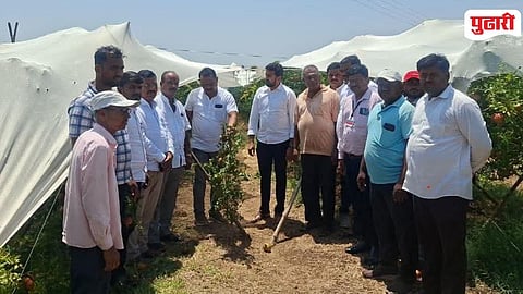 Pomegranate Crop Damage


