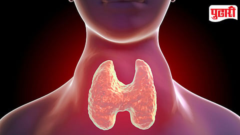 Thyroid