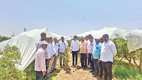 Pomegranate orchards destroyed
