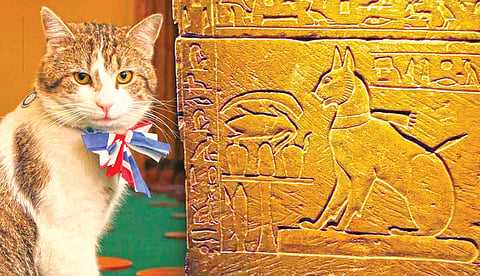 History of Cats and Humans | 