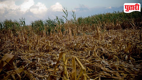 Crop Loss