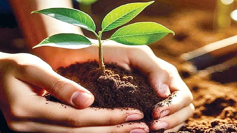 Tree Plantation Mission |