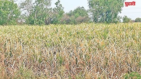 Ghansawangi heatwave impact