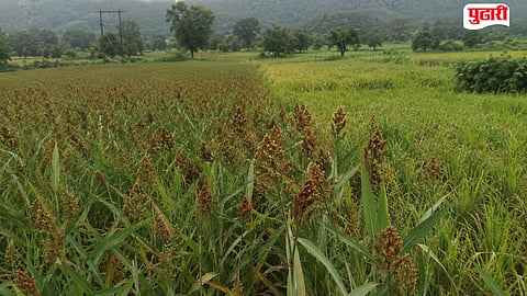 Raigad farming news