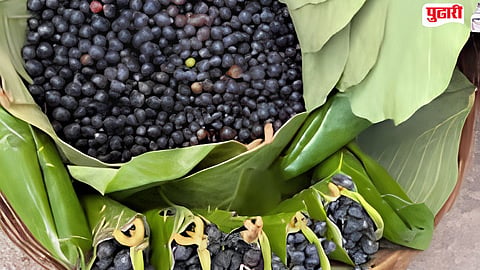 Karvanda fruit extinction