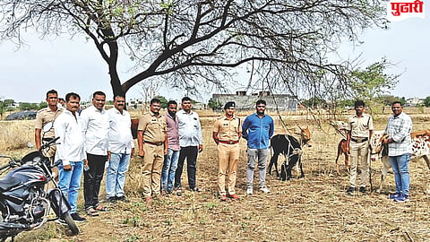 Kej cattle rescue