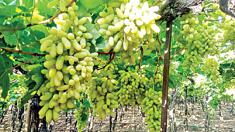 Grapes