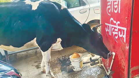 कोल्हापूर : वाढत्या उष्म्यामुळे गायीला अशी तहान भागवावी लागली.