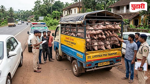 Illegal Pig Transportation Case
