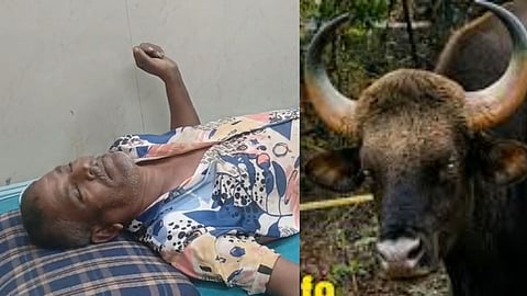 Radhanagari Gaur Attack Farmer Injured