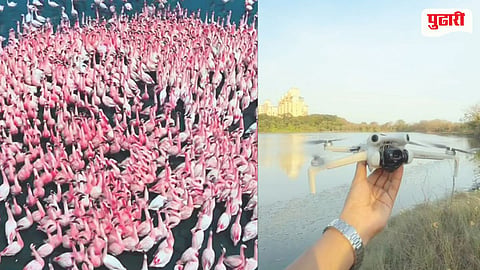 Flamingo Drone Disturbance