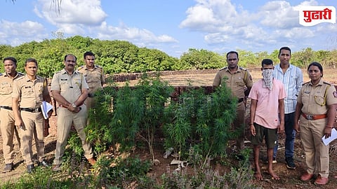 Devgad Police Action Cannabis Plants Seized 