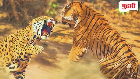 Tiger vs leopard 