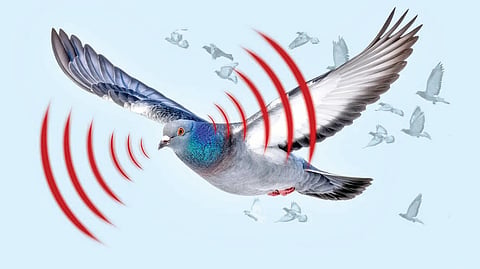 Pigeon Navigation | 