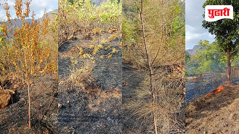Raigad forest fire | वनव्याने चंदन बाग उद्ध्वस्त; शेतकरी धर्मेश रिंगे यांचे मोठे नुकसान