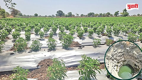 chilli farmers crisis