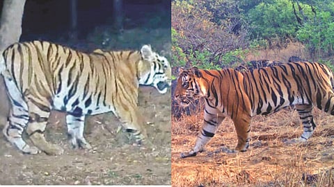 Sahyadri Tiger Reserve: सह्याद्रीत ‌‘शिलेदार‌’ विरुद्ध ‌‘सेनापती‌’ 