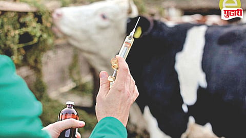 Renapur livestock vaccination