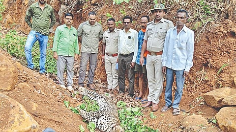Leopard Death