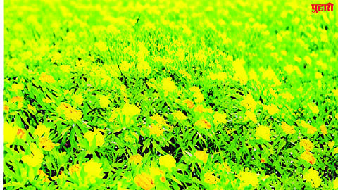 Latur Agriculture News