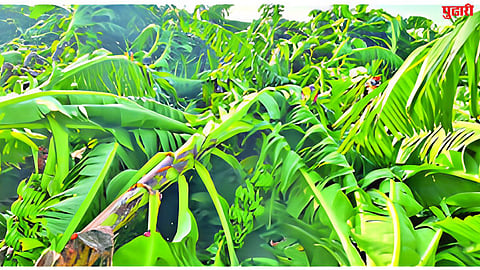 Banana orchards damage