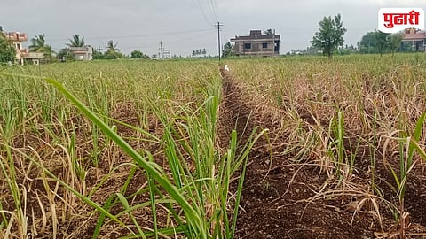 Shirol Haroli Sugarcane Crops Drying