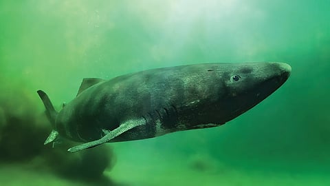 Greenland Shark