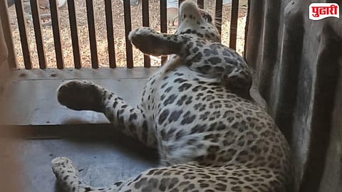 Chandrapur leopard : धुमाकूळ घालणारा बिबट्या अखेर जेरबंद; भद्रावती परिसरातील ग्रामस्थांनी घेतला सुटकेचा श्वास